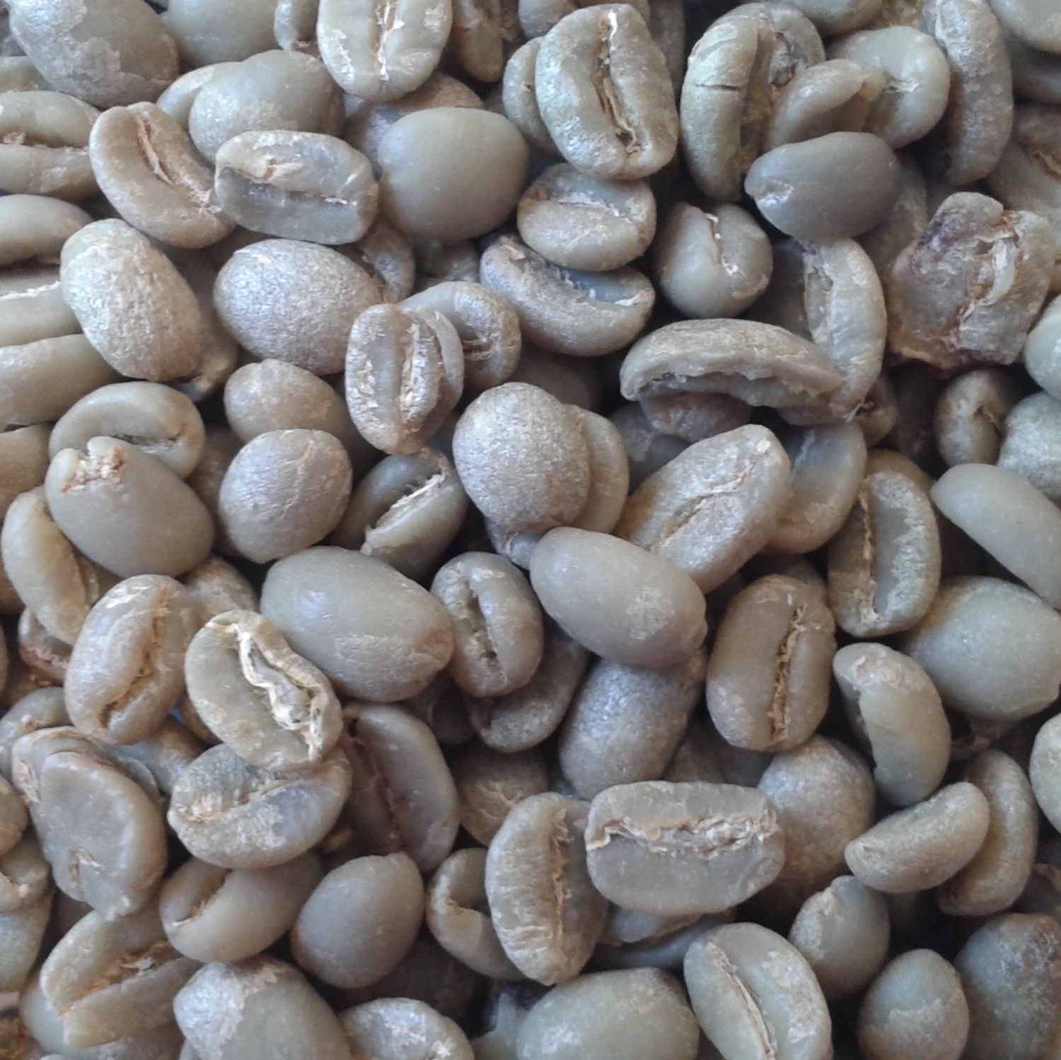 Café grains arabicas Ethiopie Moka Sidamo