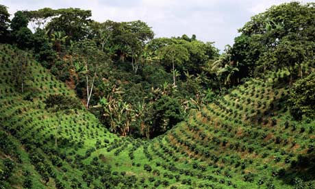 Plantation de café à Cuba dans la Sierra Maestra Plantation de café à Cuba dans la Sierra Maestra