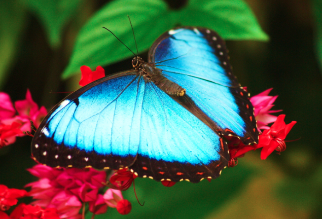 Café en grains Guadeloupe Bonifieur Papillon Bleu Café en grains Guadeloupe Bonifieur Papillon Bleu