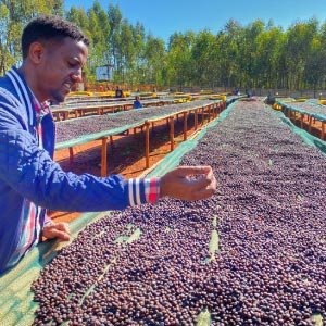 Café arabica Ethiopie Moka LEKEMPTI