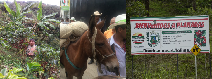 Plantation café bio Colombie Tolima.jpg