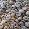 Café vert robusta Vietnam Blue Lagon Café vert robusta Vietnam Blue Lagon