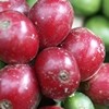 Cerises, fruit du caféier