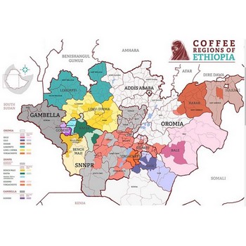 Café bio en grains Ethiopie Moka WALLAGGA 250g