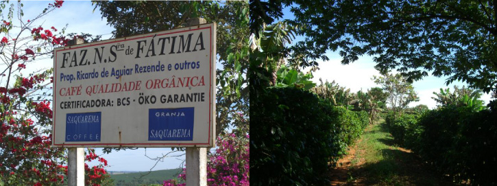 Plantation café bio Brésil Nossa Senhora de Fatima