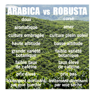 Différences entre café arabica et robusta