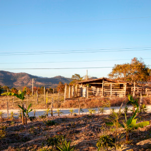 Plantation de caf Honduras