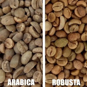 Tipos de café: Arábica e Robusta