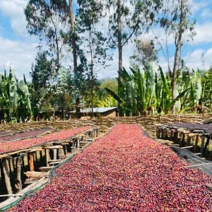 S�chage du caf� nature Ethiopie Moka Lekempti sur lit africain